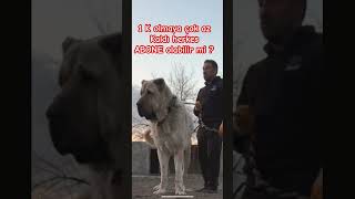 1 K Olamaya Çok Az Kaldı Herkes Abone Olabilir Mi