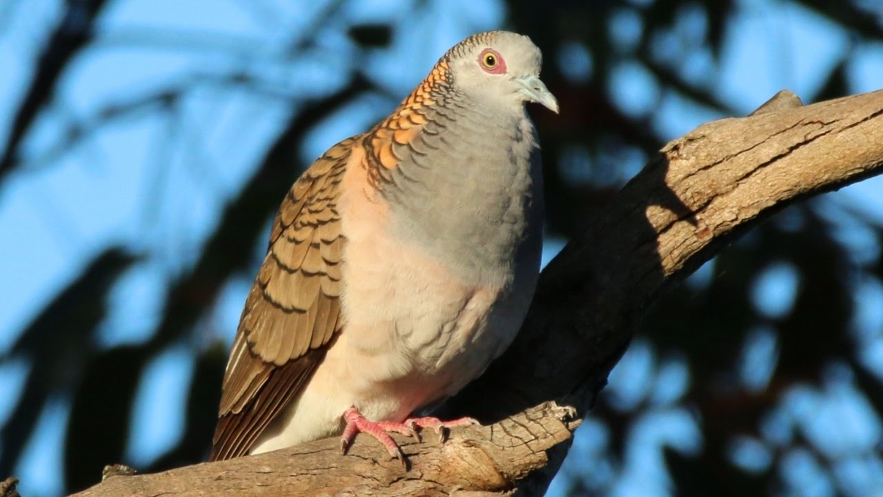Bar-shouldered Dove calling 