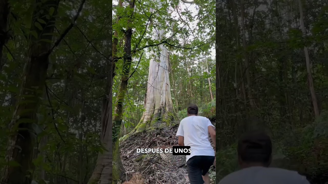 El eucalipton: El arbol más grande de Asturias #eucalipto #asturias #naturaleza #arboles #senderismo