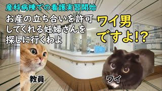 男性看護学生が実習で立ち会い出産に参加した話【猫ミーム】【猫マニ】