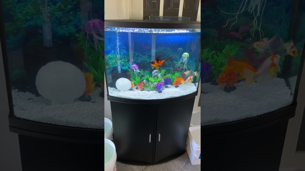 36 Gallons fish tank. Goldfish Tank