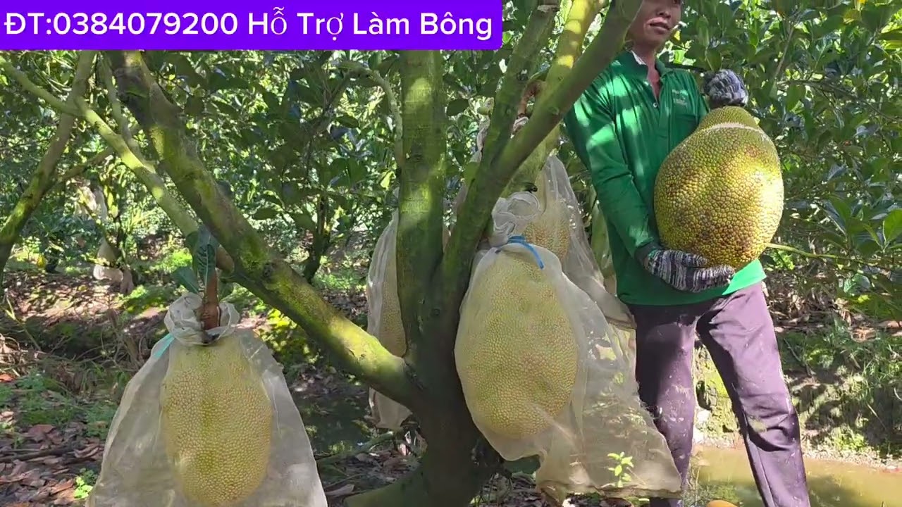 Vườn Mít InĐô 5,5 Năm Trái Khủng Long Không.Lh:0949777827 gặp Vĩnh