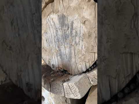 من علامات بدء النحل بالتطريد كثرة الذكور