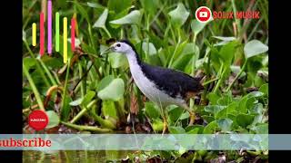 Suara burung ruak ruak pancingan nonstop || tanpa iklan || rekomendasi