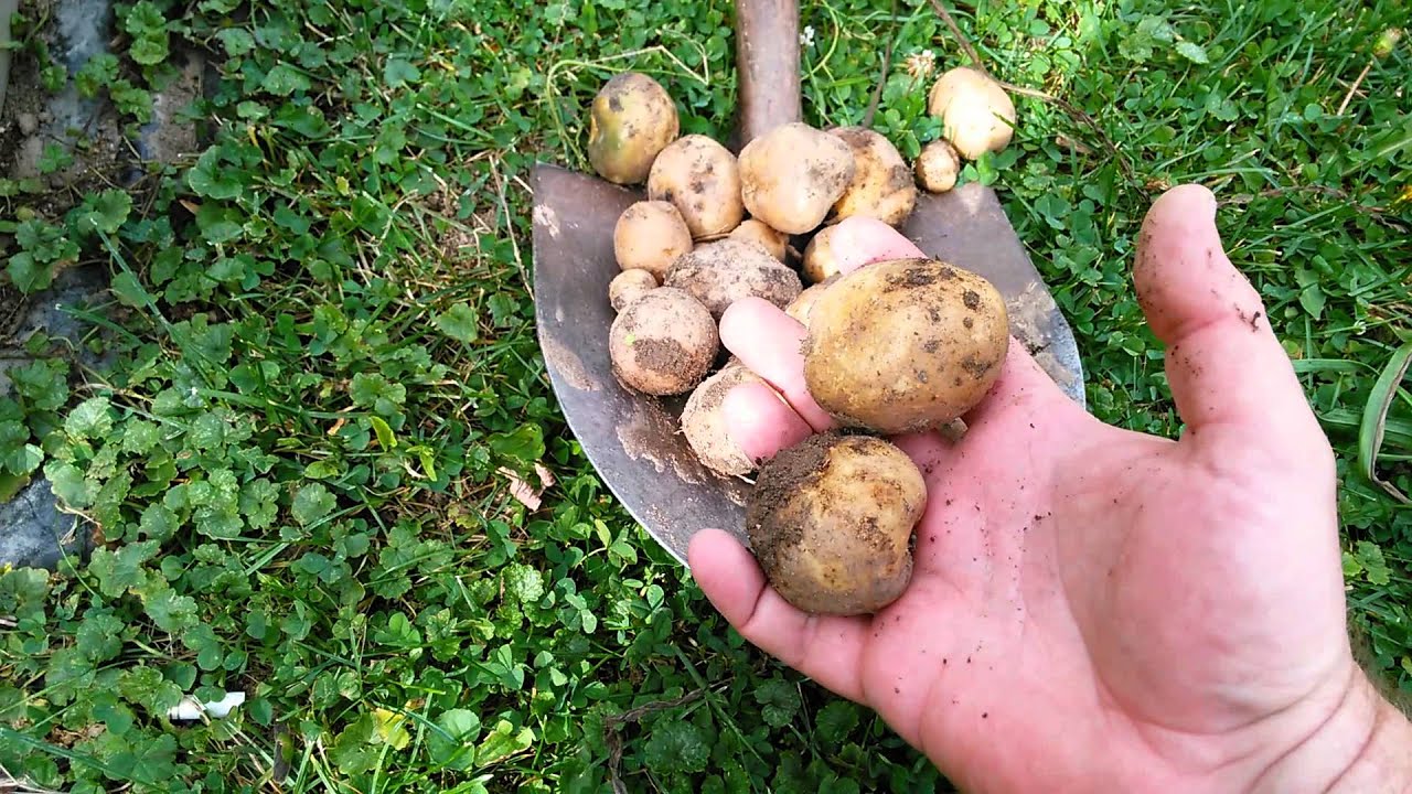 Root crop garden harvest and seed saving YouTube