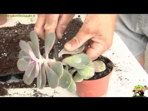 Video: Piante a pale in crescita: scopri la cura delle piante a pale di Kalanchoe
