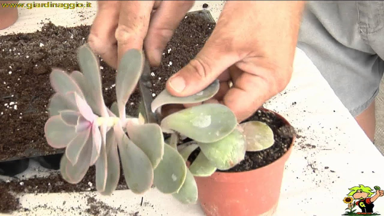 Talea Di Foglia Di Piante Succulente Youtube