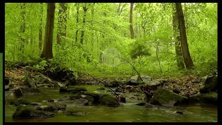 Cohérence cardiaque  Forêt et ruisseau