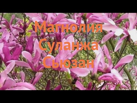 Видео: Magnolia Sulange (34 зураг): 