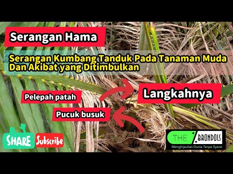 Video: Mengapa ulat tanduk saya mati?