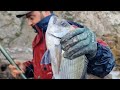 Fishing trip sargo the moroccan way fishing with the magic dough made of flour and canned sardines