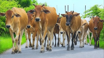 Aktivitas Pengembala Sapi lembu jinak, Suara Sapi Moo, Kerumunan Sapi Lucu Berjalan menuju kandang