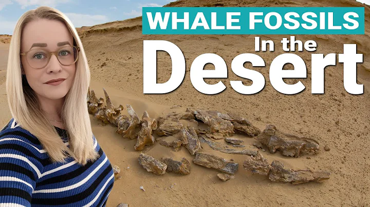 Ancient Whale Fossils Found In The Desert & Evolution Of Whales. Whale Valley, Wadi El-Hitan Egypt.