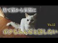 捨て猫から家猫になった白猫【ずっと聞きたかったその声】心を開いた瞬間From abandoned cat to domestic cat