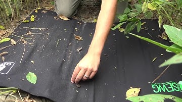 Insect Sampling Techniques Onsite Video