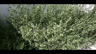 How to Keep Your Property Weed-free | Weed Control for Empty Lots | Vegetation Control Treatments