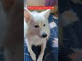 Nahana Jaruri Nhi Hai 😂😂😂😂 #dog #pets #funny #fun #viral #video #explore #short