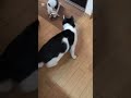 猫のハチワレさん #cat #子ネコ #ねこ #ハンター