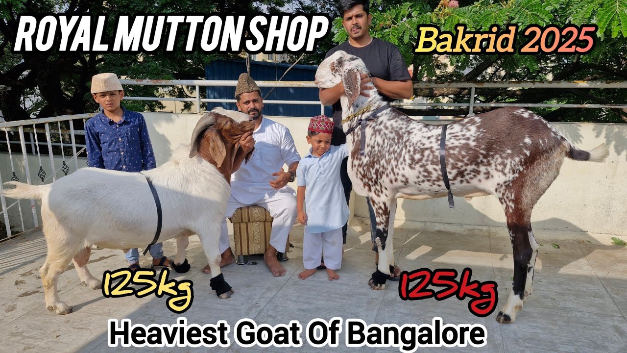 125kg Live Heavyweight 88928 84778 Sheep And Goat Available in Bangalore