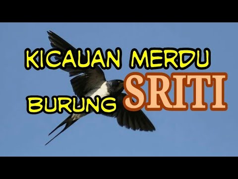 SUARA PANGGIL BURUNG SRITI  #SWALLOW BIRD SOUND