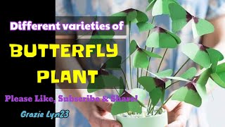 Erfly Plant Varieties