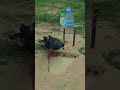 effective bird trap plan #pigeontrap #shortvideo #animaltrap