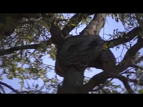 Huge Python and Giraffes in Kruger National Park