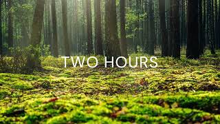 Spring Birdsong in New England - Two Hours
