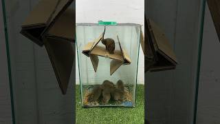Great Homemade Mouse Trap Idea Using Cardboard #Rattrap #Rat #Mousetrap #Shorts