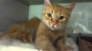 Sunshine, Orange Tabby Longhair Sweetheart, Purrs, Talks, Makes Biscuits