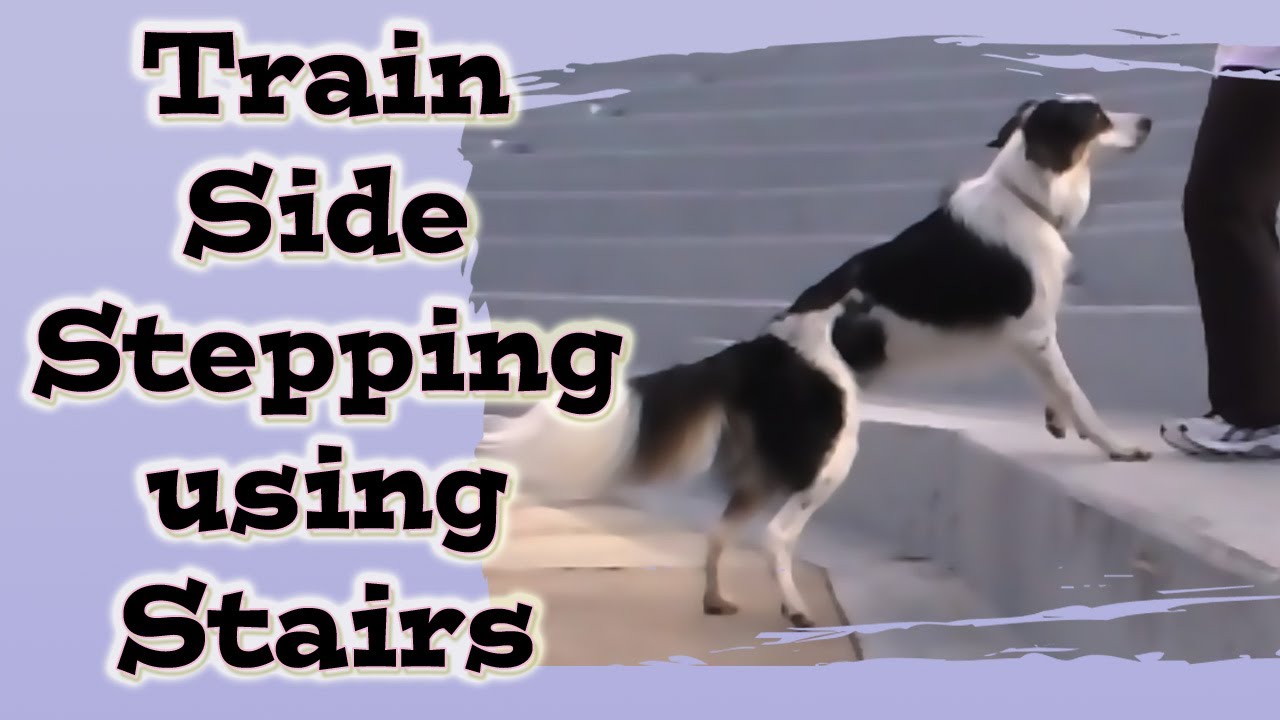'How to' Side Step using Stairs Dog Training Canine Freestyle YouTube