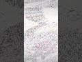Roland MC303 wobble bass test