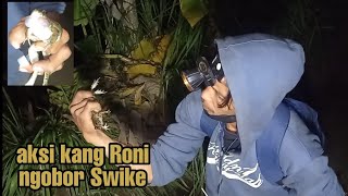 Vlog Berburu Katak Sawah..!! Aksi Kang Roni menangkap Katak Sawah | Menggunakan Tangan Kosong