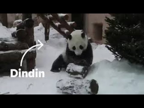 Dindin the panda rolling and enjoying in snow delights Twitter. Viral video