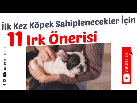 İlk Kez Köpek Sahipleneceklere 11 Irk Önerisi