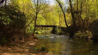 Fotos de: Guadalajara - Pelegrina - Parque  Natural de Barranco del Rio Dulce - Primavera