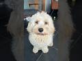 He’s so cute #dog #cavapoo #cute #treats #trending #viral #funny