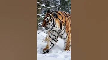 The King Of The Taiga A Powerful Amur Tiger In The Wild 