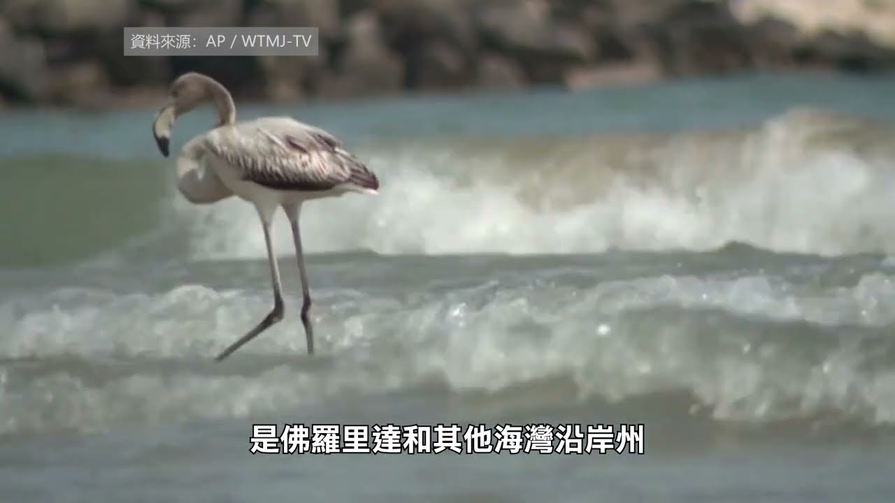【天下新聞】威斯康辛州: 火烈鳥首次出現 吸引大批觀眾圍觀 