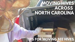 Tips for moving bee hives