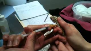 Leopard Gecko Intramuscular Antibiotic Injection