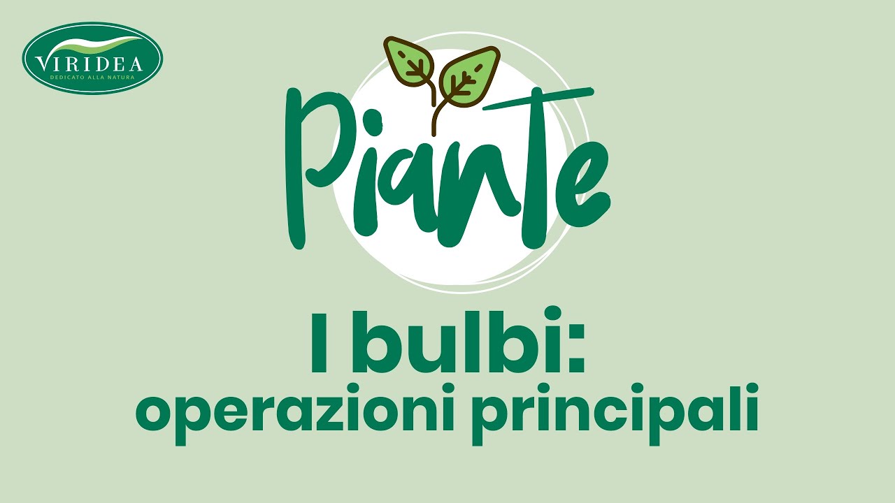 I BULBI: OPERAZIONI PRINCIPALI