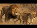 Lions -informative educational video