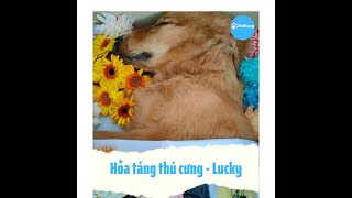 Hỏa táng thú cưng Lucky