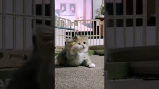 Tiny Cute Kitty 🤗❤ | Cat Video | Cute Kitten | Adorable kitten | Aww That's Fluffy |