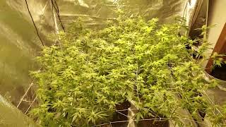 Garden update, Blueberry Muffins & Wedding Cake Week 4 of Flower & Veg updates.