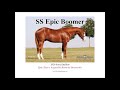 Ss epic boomer 2020 sorrel stallion