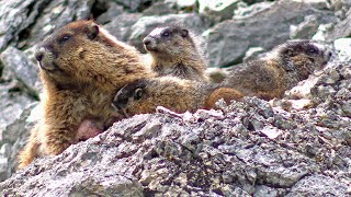 Hoary Marmot Whistler Nursing Her Babies