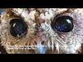 Meet zeus the rescued blind owl with stars in his eyes