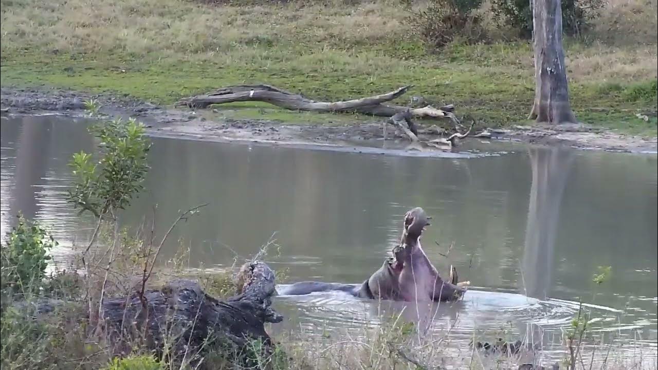 Djuma: Hippos starting to get active - 17:067 - 08/12/2023 - YouTube